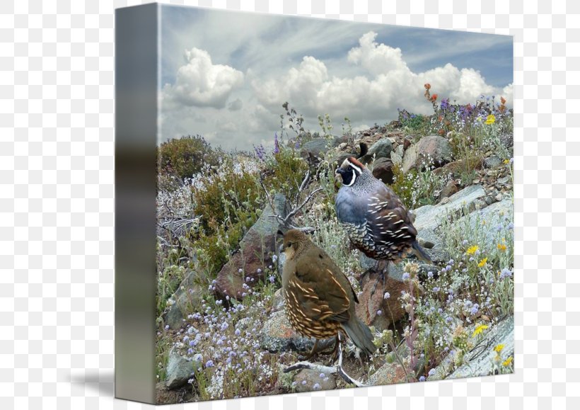 Bird Fauna Galliformes Flora Ecosystem, PNG, 650x579px, Bird, Beak, Ecosystem, Fauna, Feather Download Free