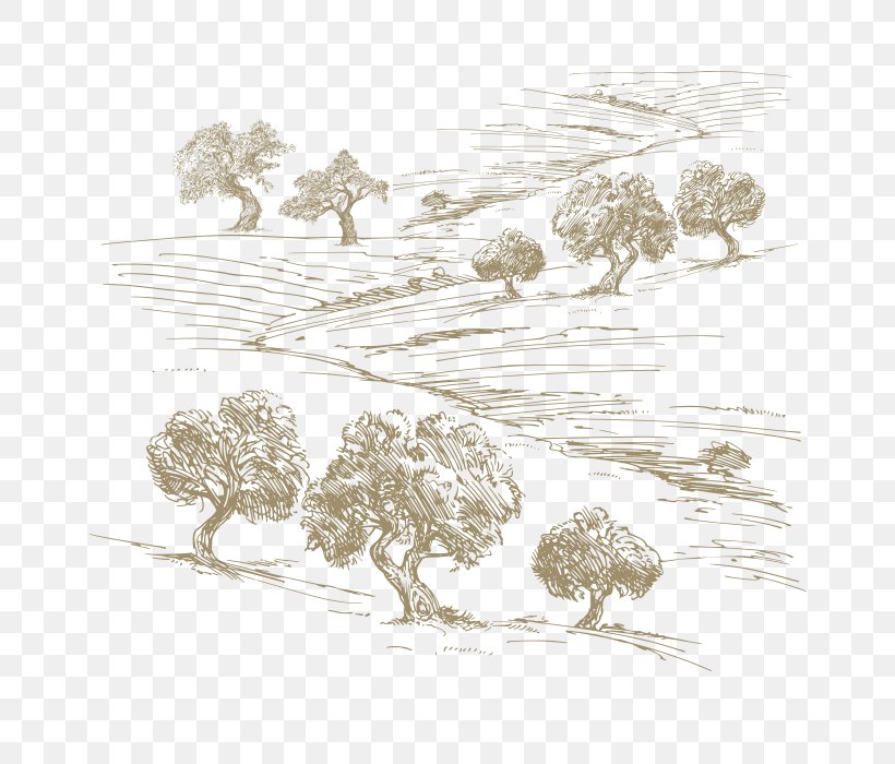 Drawing Olive Oil Tree, PNG, 700x700px, Drawing, Art, Artwork, Branch, Food Download Free