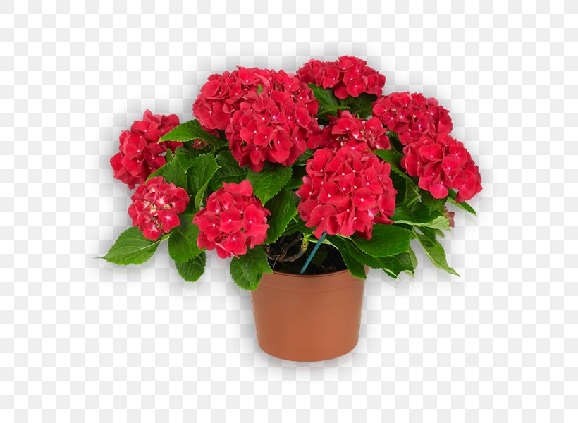Garden Roses Flowerpot Houseplant Cut Flowers, PNG, 600x600px, Garden Roses, Annual Plant, Cut Flowers, Family, Family Film Download Free