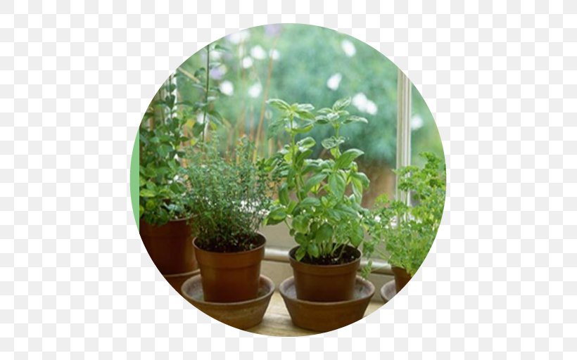 Herb Growing Grow Light Medicinal Plants Garden, PNG, 512x512px, Herb Growing, Basil, Evergreen, Flowerpot, Garden Download Free