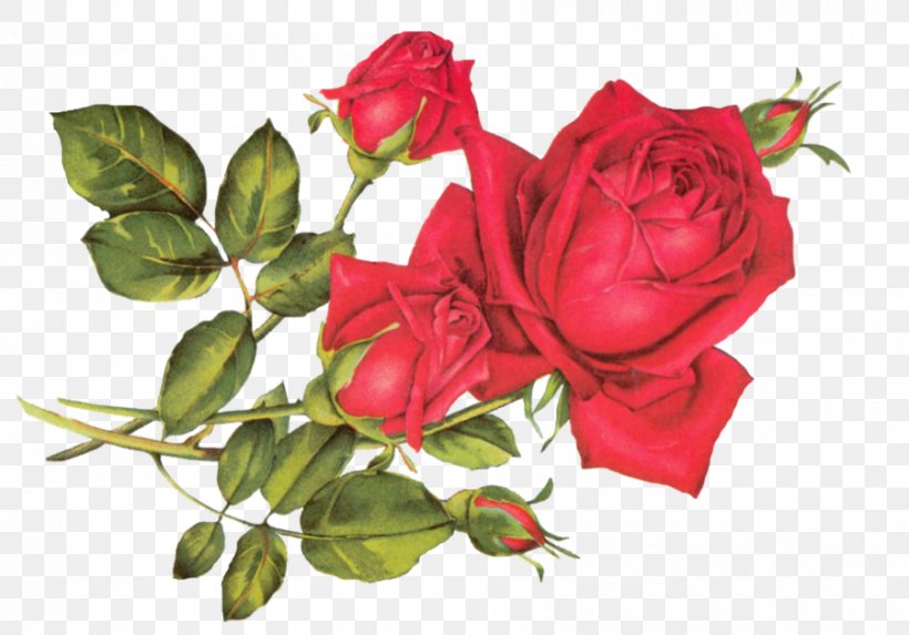 Rose Oil Art Clip Art, PNG, 900x629px, Rose, Art, Artificial Flower, Color, Cut Flowers Download Free