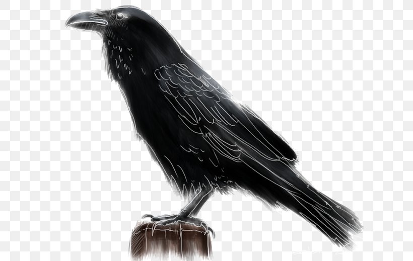 American Crow Rook New Caledonian Crow Bird Common Raven, PNG, 640x519px, American Crow, Beak, Bird, Black And White, Columbidae Download Free