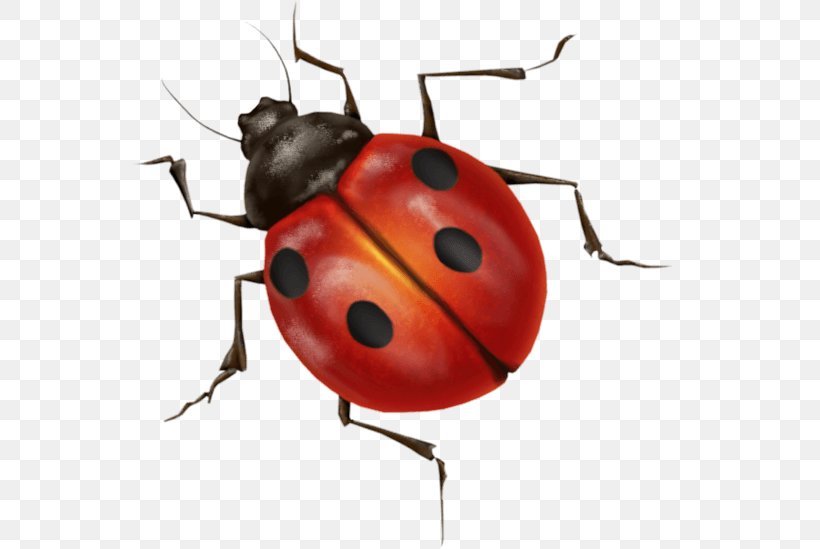 Beetle Ladybird, PNG, 556x549px, Insect, Animation, Arthropod, Beetle, Computer Monitors Download Free