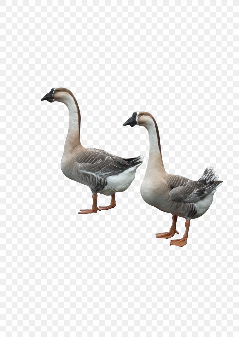 Duck Goose Adobe Illustrator, PNG, 2480x3508px, Duck, Beak, Bird, Cmyk Color Model, Ducks Geese And Swans Download Free