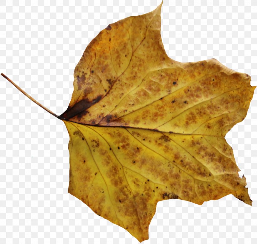 Leaf, PNG, 900x856px, Leaf, Deviantart, Image Resolution, Macro, Maple Leaf Download Free