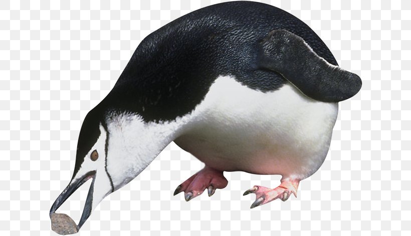 Penguin Antarctica Image Vector Graphics, PNG, 626x471px, Penguin, Alca, Animal, Antarctica, Beak Download Free