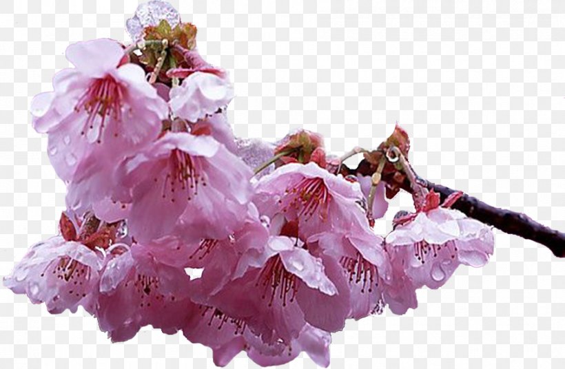 Cherry Blossom Garden Roses Petal ST.AU.150 MIN.V.UNC.NR AD, PNG, 907x593px, Cherry Blossom, Blossom, Branch, Branching, Cerasus Download Free