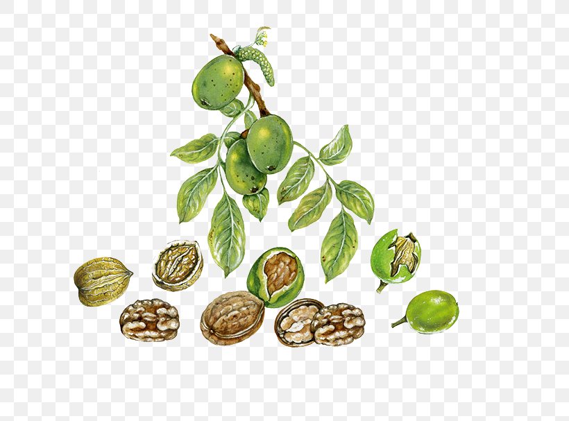 English Walnut Auglis Leaf, PNG, 801x607px, Walnut, Auglis, Dried Fruit, English Walnut, Food Download Free