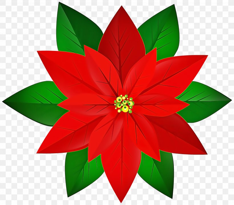 Flower Red Poinsettia Plant Petal, PNG, 3000x2626px, Flower, Leaf, Petal, Plant, Poinsettia Download Free