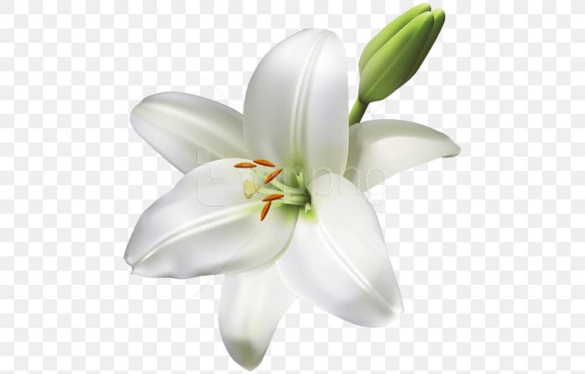Madonna Lily Clip Art Easter Lily Image, PNG, 480x525px, Madonna Lily, Arumlily, Crinum, Cut Flowers, Easter Lily Download Free