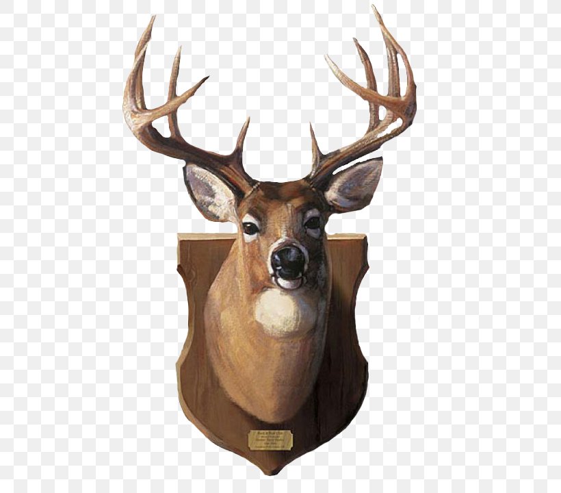Reindeer White-tailed Deer Moose Antler, PNG, 477x720px, Deer, Animal, Antler, Decal, Decorative Arts Download Free