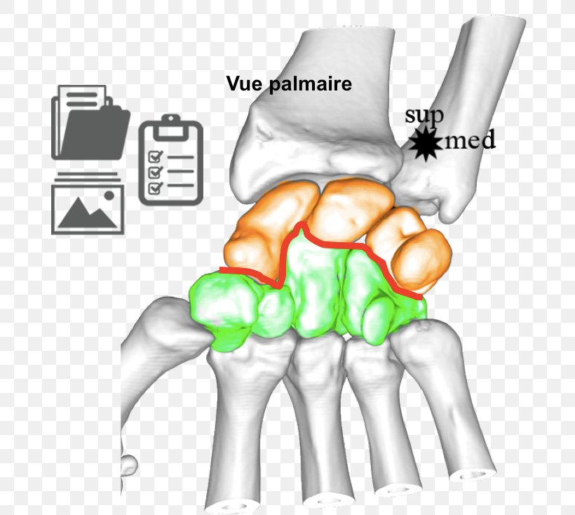 Thumb Ulnar Nerve Wrist Joint Human Anatomy, PNG, 734x734px, Watercolor, Cartoon, Flower, Frame, Heart Download Free