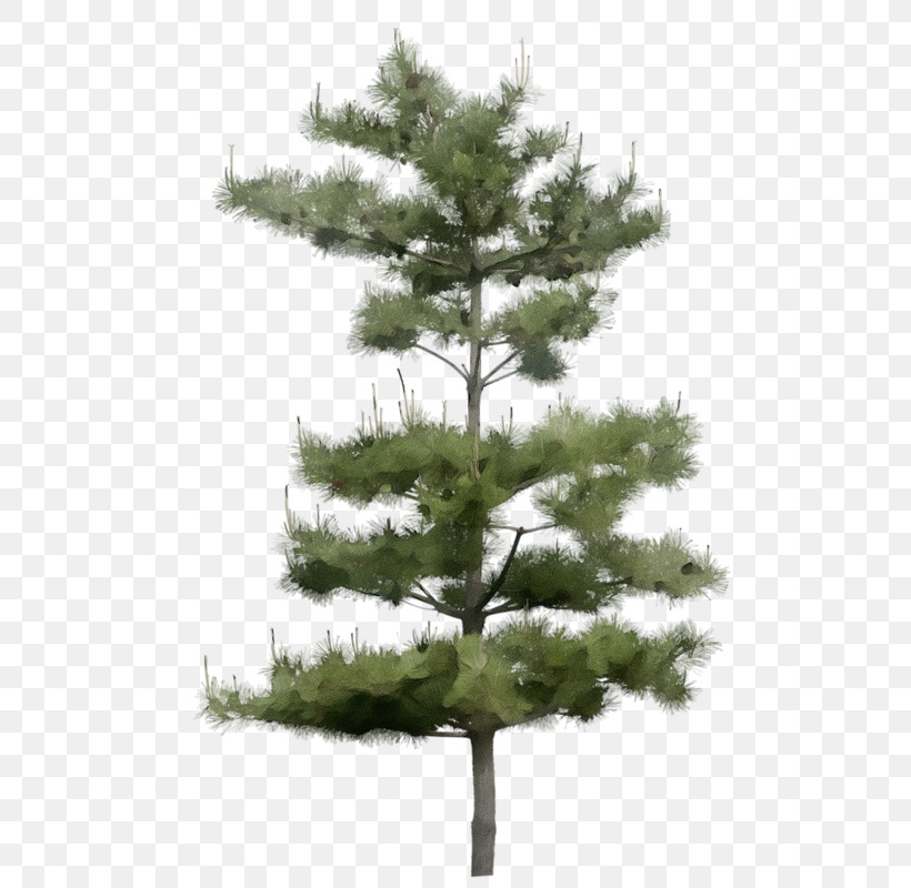 Tree Balsam Fir Shortleaf Black Spruce White Pine Yellow Fir, PNG, 516x800px, Watercolor, Balsam Fir, Jack Pine, Lodgepole Pine, Oregon Pine Download Free