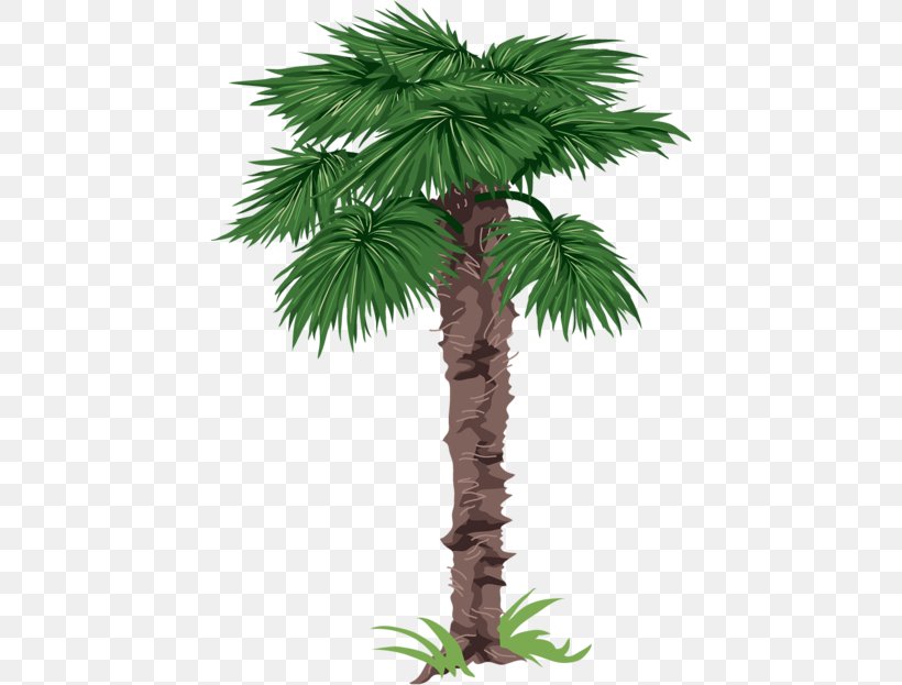 Arecaceae Tree Drawing Clip Art, PNG, 438x623px, Arecaceae, Areca Nut, Arecales, Asian Palmyra Palm, Borassus Flabellifer Download Free