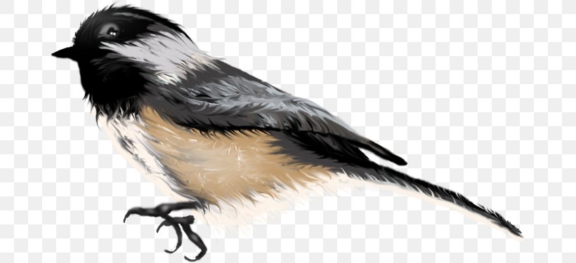 Beak Finches Fauna Feather Wildlife, PNG, 675x375px, Beak, Bird, Fauna, Feather, Finch Download Free