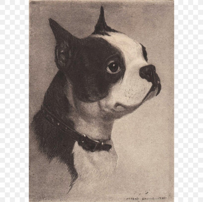 Boston Terrier Dog Breed Non-sporting Group Breed Group (dog) Drawing, PNG, 1605x1605px, Boston Terrier, Boston, Breed, Breed Group Dog, Carnivoran Download Free