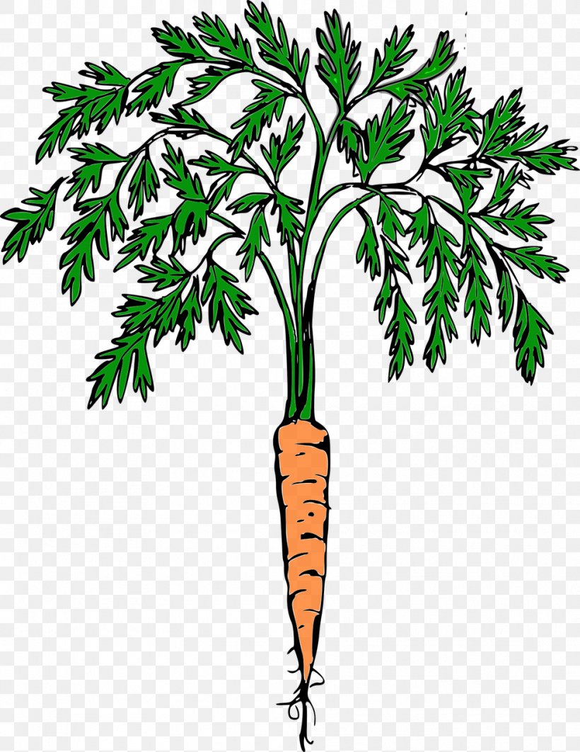 Clip Art Carrot Vegetable, PNG, 988x1280px, Carrot, Arracacia Xanthorrhiza, Botany, Branch, Carrot Salad Download Free