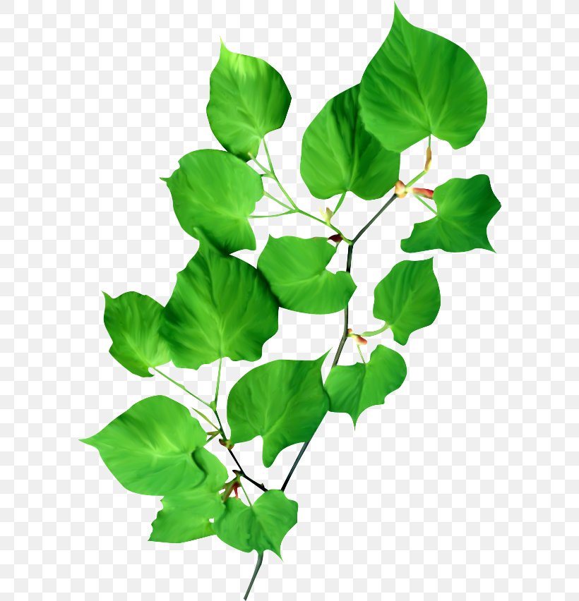 Flower Clip Art, PNG, 600x852px, Flower, Animaatio, Annual Plant, Branch, Green Download Free
