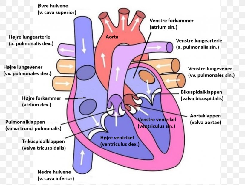 Heart Diagram Anatomy Ventricle Circulatory System, PNG, 1024x777px, Watercolor, Cartoon, Flower, Frame, Heart Download Free