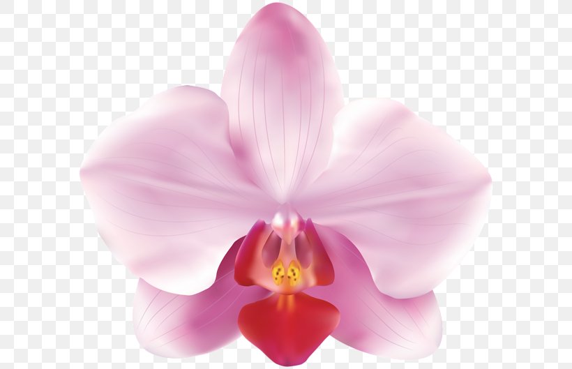 Orchids Flower, PNG, 600x529px, Orchids, Cattleya, Close Up, Drawing, Flower Download Free