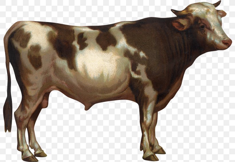 Taurine Cattle Drawing Photography Clip Art, PNG, 800x567px, Taurine Cattle, Bull, Cattle, Cattle Like Mammal, Cow Goat Family Download Free