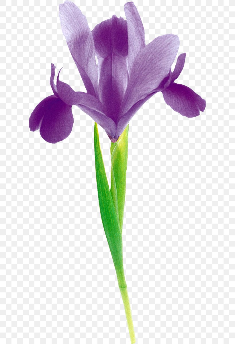 Cut Flowers Bud Plant Stem Petal, PNG, 620x1200px, Flower, Bud, Crocus, Cut Flowers, Email Download Free