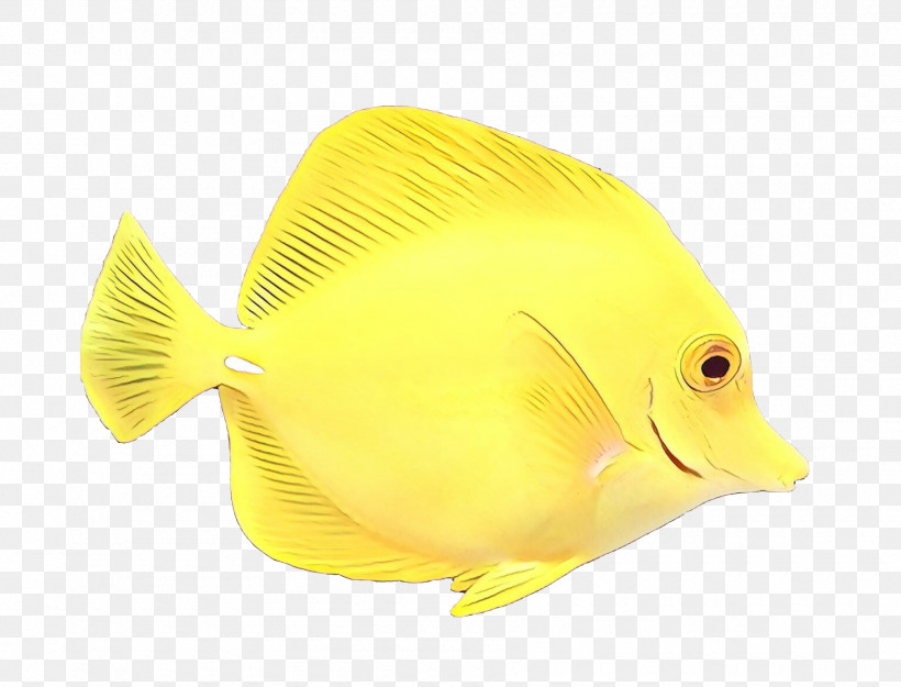 Fish Fish Pomacanthidae Yellow Butterflyfish, PNG, 1800x1374px, Fish, Bonyfish, Butterflyfish, Fin, Holacanthus Download Free