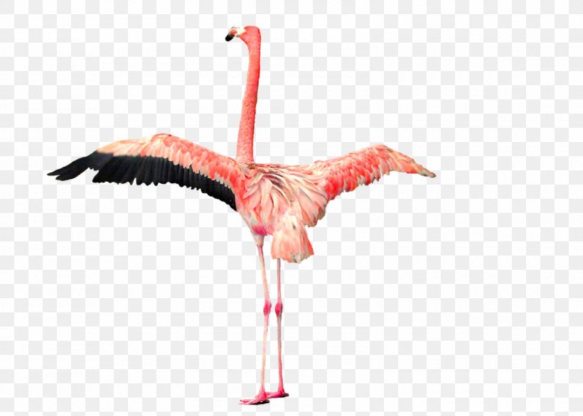Flamingo Clip Art, PNG, 1600x1144px, Flamingo, Beak, Bird, Ciconiiformes, Crane Like Bird Download Free