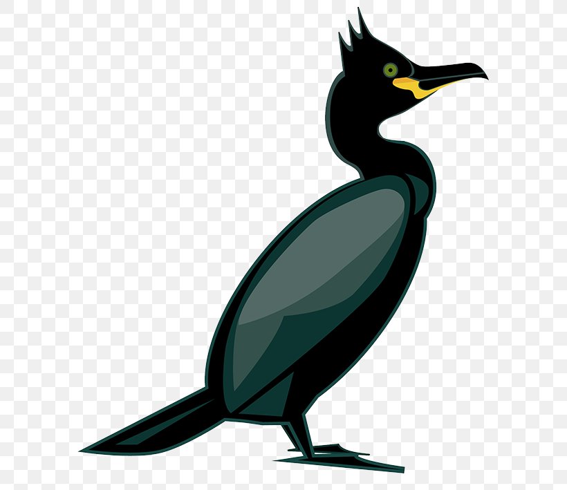 Seabird European Shag Water Bird Goose, PNG, 709x709px, Bird, Beak, Boat, Cormorant, Cygnini Download Free