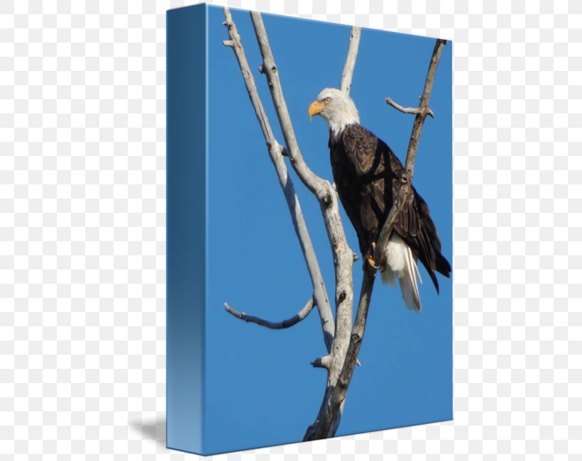 Bald Eagle Stock Photography Beak Feather, PNG, 469x650px, Bald Eagle, Accipitriformes, Beak, Bird, Bird Of Prey Download Free
