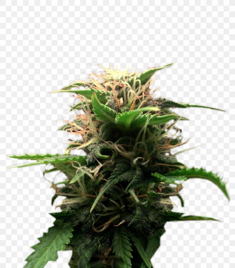 Feminized Cannabis Plant Seed Cultivar, PNG, 1399x1600px, Feminized Cannabis, Blossom, Cannabaceae, Cannabis, Cultivar Download Free