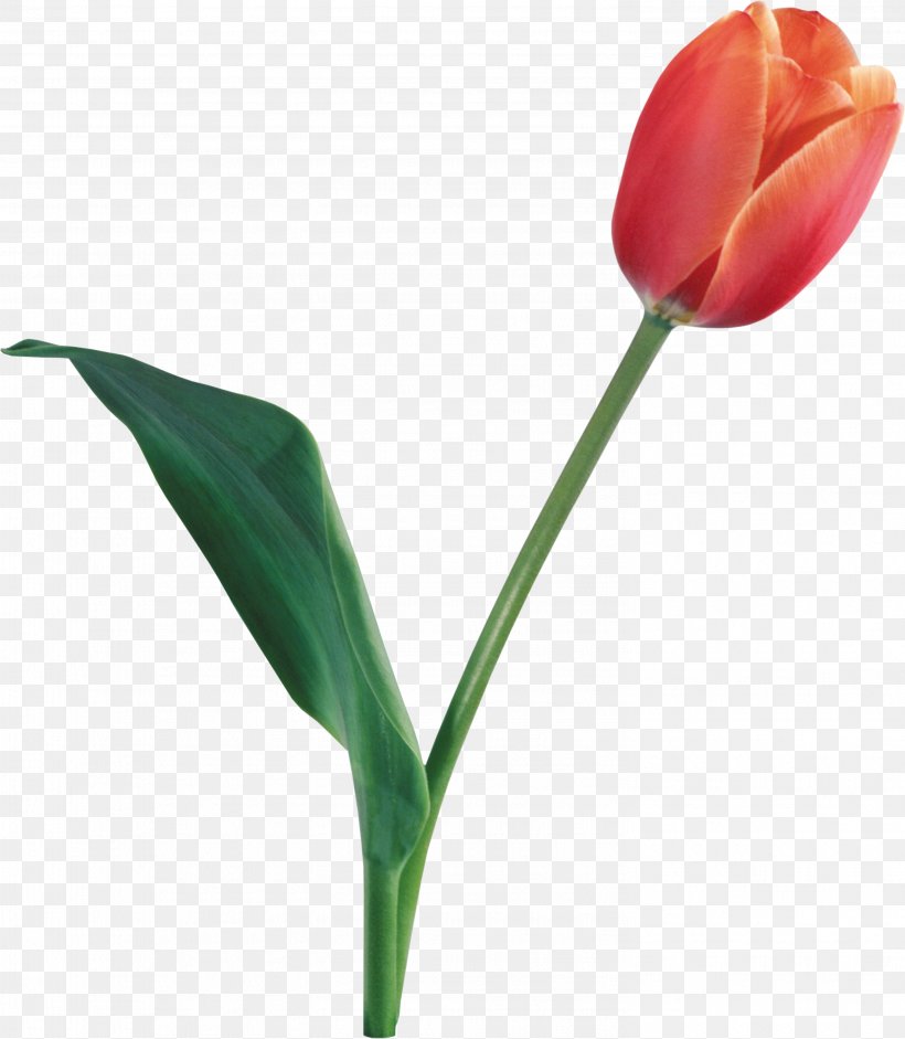 Indira Gandhi Memorial Tulip Garden Desktop Wallpaper, PNG, 2954x3390px, Tulip, Bud, Cut Flowers, Display Resolution, Flower Download Free