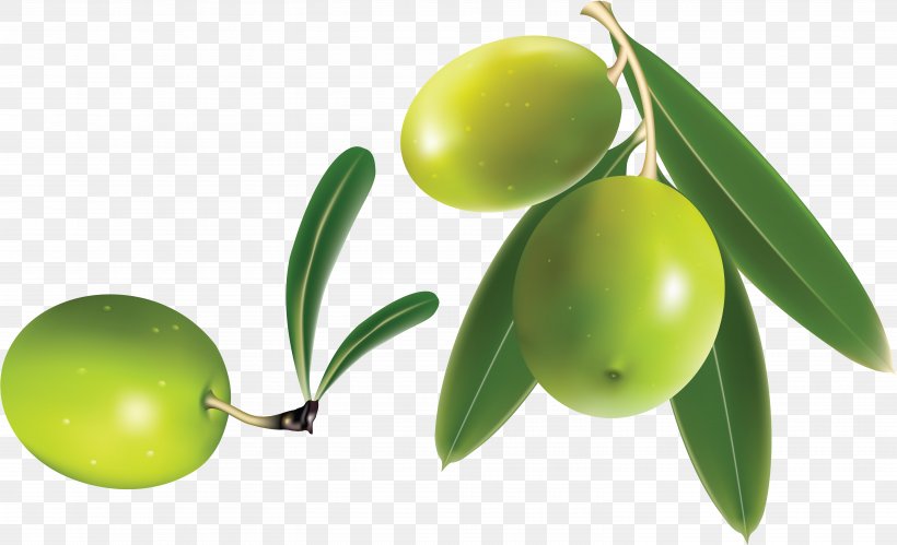 Olive Clip Art, PNG, 6073x3699px, Olive, Citrus, Display Resolution, Drawing, Food Download Free