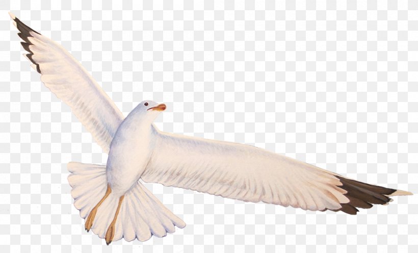 Seabird Gulls Feather Beak, PNG, 1000x606px, Bird, Beak, Fauna, Feather, Gull Download Free