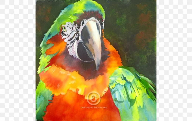 Watercolor Painting Anne Abgott Water Colors Macaw, PNG, 1000x630px, Painting, Acrylic Paint, Acrylic Resin, Anne Abgott Water Colors, Art Download Free
