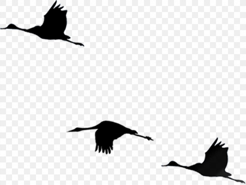 Bird Flight Cygnini, PNG, 1178x884px, Bird, Beak, Black And White, Cygnini, Drawing Download Free