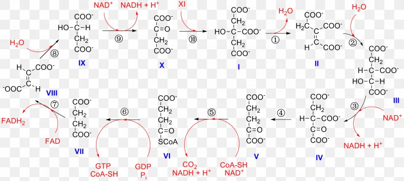 Citric Acid Cycle Alpha-Ketoglutaric Acid Isocitric Acid Isocitrate Dehydrogenase Nicotinamide Adenine Dinucleotide, PNG, 2218x998px, Citric Acid Cycle, Acetyl Group, Acetylcoa, Alphaketoglutaric Acid, Area Download Free