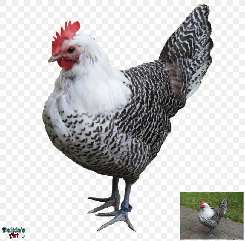 Rooster Asil Chicken Clip Art, PNG, 1024x1009px, Rooster, Asil Chicken, Beak, Bird, Chicken Download Free