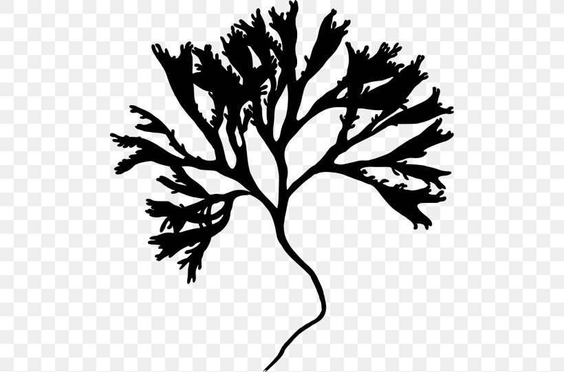 Silhouette Irish Moss Twig Clip Art, PNG, 500x541px, Silhouette, Algae, Black And White, Branch, Flora Download Free