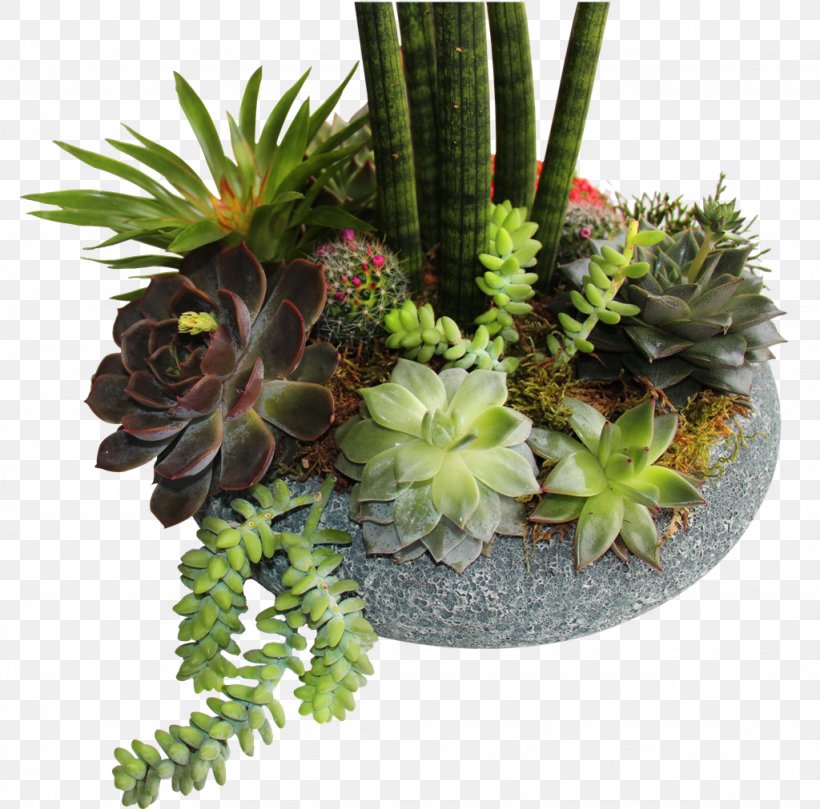 Strawberry Hedgehog Cactus Flowerpot Cactaceae, PNG, 1024x1011px, Strawberry Hedgehog Cactus, Cactaceae, Flowerpot, Hedgehog Cactus, Plant Download Free