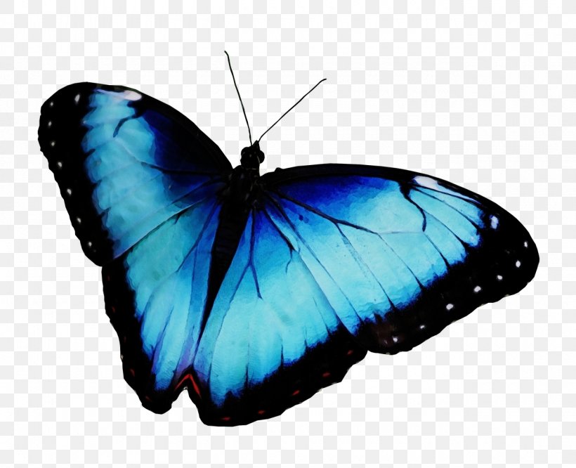 Watercolor Butterfly Background, PNG, 1280x1040px, Watercolor, Apatura, Arthropod, Bebe Rexha, Blue Download Free