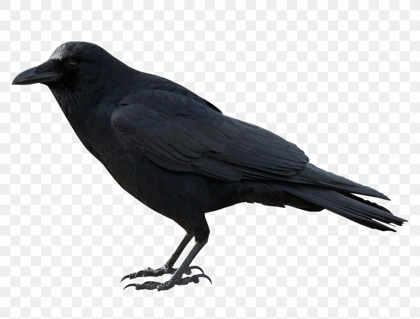 American Crow Rook New Caledonian Crow, PNG, 2192x1668px, American Crow, Beak, Bird, Common Raven, Crow Download Free