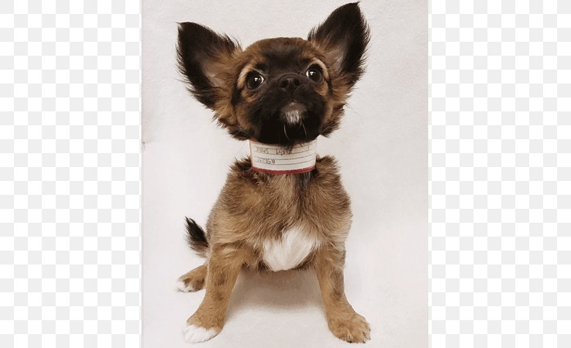 Chihuahua Puggle Beagle Puppy, PNG, 500x500px, Chihuahua, Beagle, Breed, Canidae, Carnivoran Download Free