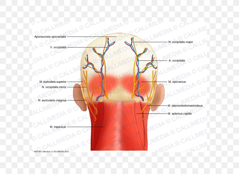 Head And Neck Anatomy Nerve, PNG, 600x600px, Watercolor, Cartoon, Flower, Frame, Heart Download Free