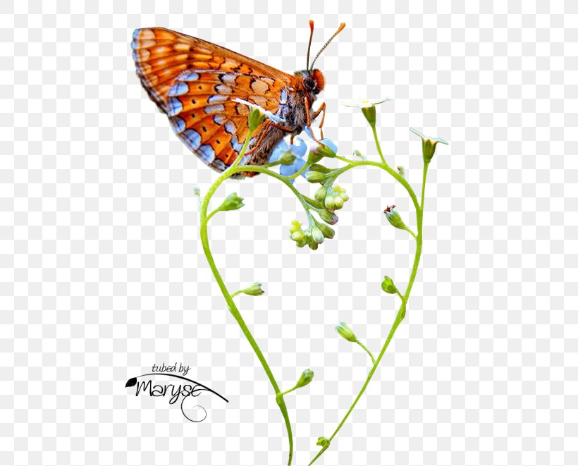 Monarch Butterfly Papillon Center / Dr. Christine McGinn Moth Clip Art, PNG, 513x661px, Monarch Butterfly, Animal, Arthropod, Brush Footed Butterfly, Butterflies And Moths Download Free