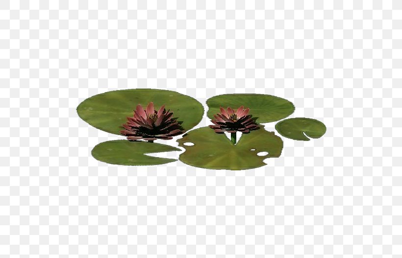 Nelumbo Nucifera Plant Computer Software Flowerpot The Grand Gallery Of Evolution, PNG, 750x527px, Nelumbo Nucifera, Computer Software, Flowerpot, Free, Grass Download Free