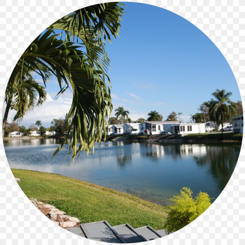 Winter Water Resources Palm Trees Resort Leisure, PNG, 1000x1000px, Winter, Arecales, Beach, California, City Download Free