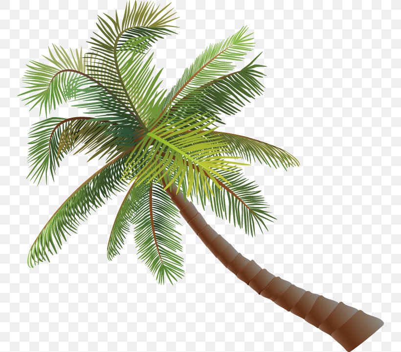Asian Palmyra Palm Coconut Euclidean Vector, PNG, 750x721px, Asian Palmyra Palm, Arecaceae, Arecales, Borassus Flabellifer, Branch Download Free