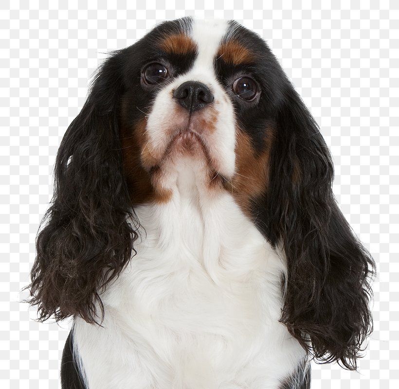 Cavalier King Charles Spaniel Dog Breed Companion Dog Sporting Group, PNG, 800x800px, King Charles Spaniel, Animal, Breed, Breed Group Dog, Carnivoran Download Free