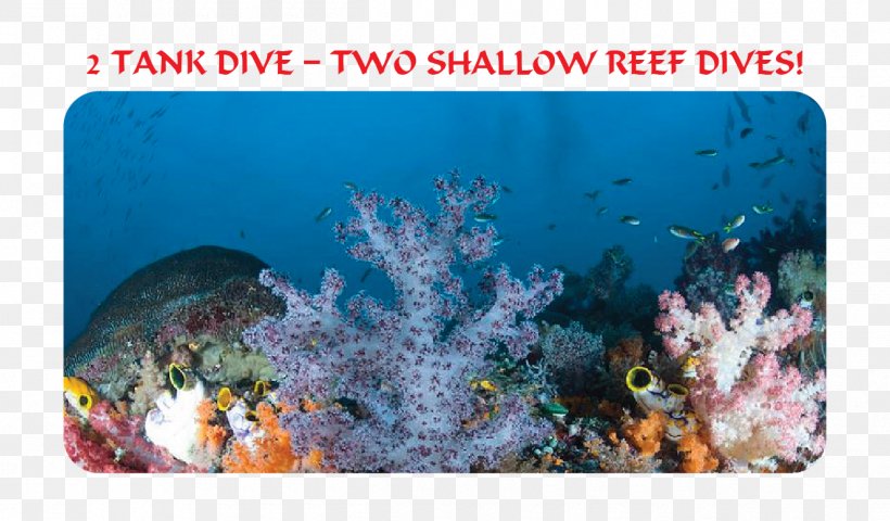 Coral Reef Fish Stony Corals Ecosystem Marine Biology, PNG, 1250x733px, Coral Reef, Biology, Coral, Coral Reef Fish, Ecosystem Download Free